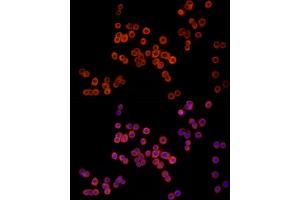 Immunofluorescence analysis of HT-29 cells using MTAP Rabbit mAb (ABIN7268498) at dilution of 1:100 (40x lens). (MTAP 抗体)