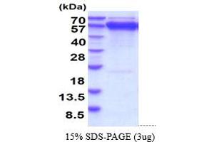 SDS-PAGE (SDS) image for Heat Shock 70kDa Protein 5 (Glucose-Regulated Protein, 78kDa) (HSPA5) (AA 20-655) protein (His tag) (ABIN6388120)