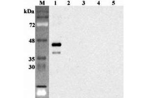 Western blot analysis using anti-Sirtuin 6 (human), pAb  at 1:2'000 dilution. (SIRT6 抗体)