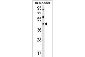 Western blot analysis in mouse bladder tissue lysates (35ug/lane). (Homeobox D13 抗体  (AA 202-230))
