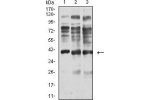 Western blot analysis using ADAP1 mouse mAb against C6 (1), A549 (2), and HepG2 (3) cell lysate.