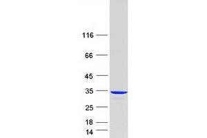 Western Blotting (WB) image for Chloride Intracellular Channel 2 (CLIC2) protein (Myc-DYKDDDDK Tag) (ABIN2712873)