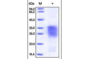 SDS-PAGE (SDS) image for Sclerostin (SOST) (AA 24-213) protein (His tag,Biotin) (ABIN2181783)