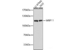 Western blot analysis of extracts of various cell lines using WBP11 Polyclonal Antibody at dilution of 1:3000. (WBP11 抗体)
