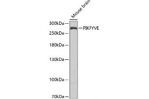 Western blot analysis of extracts of Mouse brain using PIKFYVE Polyclonal Antibody at dilution of 1:1000. (PIKFYVE 抗体)