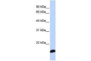 Western Blotting (WB) image for anti-Peroxiredoxin 5 (PRDX5) antibody (ABIN2459818) (Peroxiredoxin 5 抗体)
