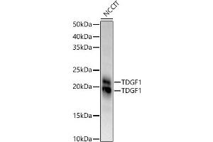 Western blot analysis of extracts of NCCIT cells, using TDGF1 antibody (ABIN3021341, ABIN3021342, ABIN3021343 and ABIN6214922) at 1:970 dilution. (TDGF1 抗体  (AA 1-188))