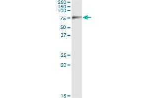 Immunoprecipitation of SIGLEC6 transfected lysate using anti-SIGLEC6 monoclonal antibody and Protein A Magnetic Bead , and immunoblotted with SIGLEC6 MaxPab rabbit polyclonal antibody. (SIGLEC6 抗体  (AA 371-453))