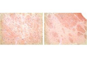 Immunohistochemistry analysis of rat brain tissue (paraffin embedded) using Histamine, pAb,  at a dilution of 1:50. (Histamine 抗体)