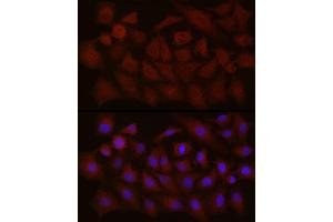 Immunofluorescence analysis of A-549 cells using NTF4 Rabbit pAb (ABIN3021387, ABIN3021388, ABIN3021389 and ABIN6214994) at dilution of 1:150 (40x lens). (Neurotrophin 4 抗体  (AA 25-210))