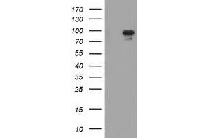 Western Blotting (WB) image for anti-Mitogen-Activated Protein Kinase 12 (MAPK12) antibody (ABIN1499304) (MAPK12 抗体)