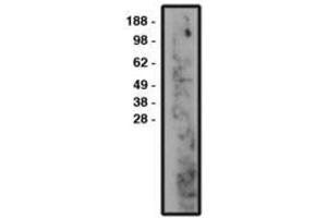Image no. 1 for anti-Sphingomyelin Phosphodiesterase 3 (SMPD3) antibody (ABIN793721) (SMPD3 抗体)
