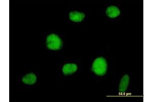 Immunofluorescence of purified MaxPab antibody to RNF144 on HeLa cell. (RNF144A 抗体  (AA 1-292))