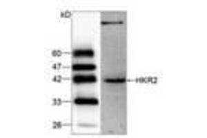 Image no. 1 for anti-Zinc Finger and SCAN Domain Containing 22 (ZSCAN22) antibody (ABIN791490) (ZSCAN22 抗体)