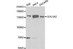 Western Blotting (WB) image for anti-Golgin A2 (GOLGA2) antibody (ABIN1876532) (Golgin A2 (GOLGA2) 抗体)
