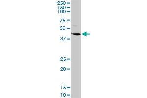 LGMN MaxPab rabbit polyclonal antibody. (LGMN 抗体  (AA 1-433))