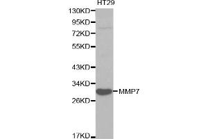 Western blot analysis of extracts of HT-29 cells, using MMP7 antibody. (MMP7 抗体)
