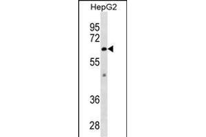 ZSTE24 Antibody (C-term) (ABIN1882012 and ABIN2838884) western blot analysis in HepG2 cell line lysates (35 μg/lane). (ZMPSTE24 抗体  (C-Term))