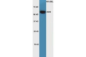 Western Blotting (WB) image for anti-POU domain, class 2, transcription factor 2 (POU2F2) (AA 11-100) antibody (ABIN737316)
