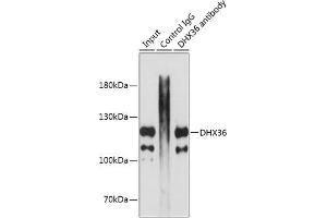 Immunoprecipitation analysis of 200 μg extracts of MCF7 cells using 3 μg DHX36 antibody (ABIN1679525, ABIN3019388, ABIN3019389 and ABIN6220867). (DHX36 抗体  (AA 1-260))