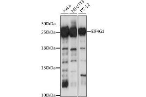 Western blot analysis of extracts of various cell lines, using EIF4G antibody (ABIN1512859, ABIN3021135 and ABIN3021136) at 1:1000 dilution.