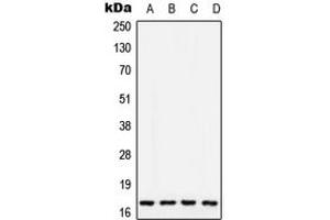 Western blot analysis of COX5A expression in MCF7 (A), SP2/0 (B), PC12 (C), Human liver (D) whole cell lysates. (COX5A 抗体  (Center))