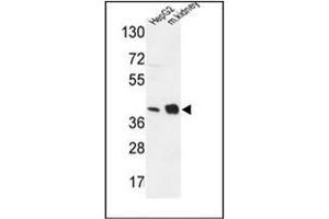 Western blot analysis of NDUFA10 Antibody (Center) in HepG2 cell line and mouse kidney tissue lysates (35ug/lane). (NDUFA10 抗体  (Middle Region))