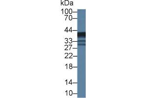 Western Blot; Sample: Mouse Lung lysate; ;Primary Ab: 1µg/ml Rabbit Anti-Mouse EPHX4 Antibody;Second Ab: 0. (EPHX4 抗体  (AA 36-359))