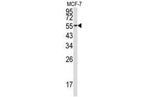 Image no. 1 for anti-Eukaryotic Translation Elongation Factor 1 alpha 1 (EEF1A1) (C-Term) antibody (ABIN452935) (eEF1A1 抗体  (C-Term))