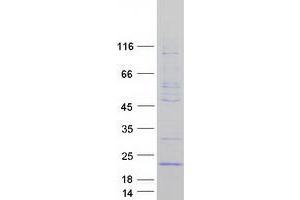 Western Blotting (WB) image for Growth Arrest and DNA-Damage-Inducible, gamma (GADD45G) protein (Myc-DYKDDDDK Tag) (ABIN2721583)