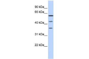 PHF23 antibody used at 0. (PHF23 抗体  (N-Term))