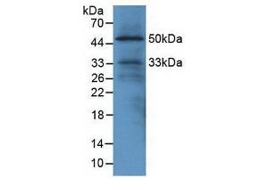 Detection of EGFL7 in Mouse Heart Tissue using Polyclonal Antibody to EGF Like Domain Protein, Multiple 7 (EGFL7) (EGF Like Domain Protein, Multiple 7 (AA 22-275) 抗体)