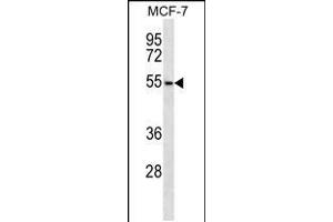 Western blot analysis in MCF-7 cell line lysates (35ug/lane). (ARMCX1 抗体  (AA 239-268))