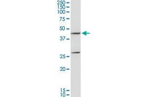 Western Blotting (WB) image for anti-Glutamic-Oxaloacetic Transaminase 1, Soluble (Aspartate Aminotransferase 1) (GOT1) (AA 1-413) antibody (ABIN516133)