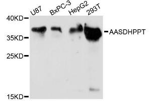 Western blot analysis of extracts of various cell lines, using AASDHPPT antibody (ABIN5972826) at 1:3000 dilution. (AASDHPPT 抗体)