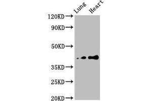 Western Blot Positive WB detected in: Rat lung tissue, Rat heart tissue All lanes: TUSC3 antibody at 4. (TUSC3 抗体  (AA 42-196))