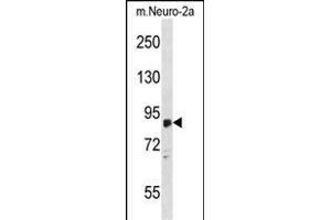 ZDHHC8 Antibody (C-term) (ABIN1537445 and ABIN2848468) western blot analysis in mouse Neuro-2a cell line lysates (35 μg/lane). (ZDHHC8 抗体  (C-Term))