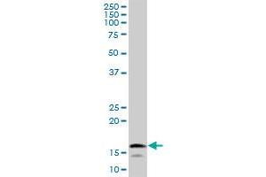 UBE2L6 MaxPab polyclonal antibody. (UBE2L6 抗体  (AA 1-153))