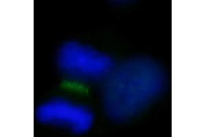anti-Inner Centromere Protein Antigens 135/155kDa (INCENP) (AA 325-400) antibody