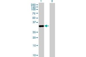 Western Blot analysis of ANXA8 expression in transfected 293T cell line by ANXA8 MaxPab polyclonal antibody. (Annexin VIII 抗体  (AA 1-327))