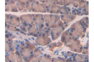 DAB staining on IHC-P; Samples: Rat Pancreas Tissue (NRP2 抗体  (AA 652-858))