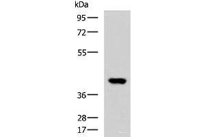 Western blot analysis of Human heart tissue lysate using FOXI1 Polyclonal Antibody at dilution of 1:800