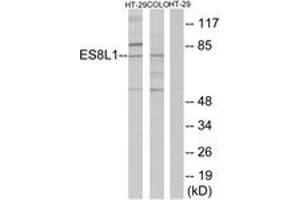 Western blot analysis of extracts from COLO205/HT-29 cells, using ES8L1 Antibody. (EPS8-Like 1 抗体  (AA 411-460))
