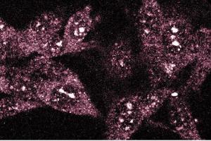 Immunofluorescence staining of RSV-3T3 cells. (TAO Kinase 2 抗体  (AA 352-550))