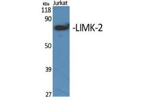 Western Blot (WB) analysis of specific cells using LIMK-2 Polyclonal Antibody. (LIMK2 抗体  (Internal Region))