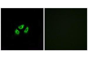 Immunofluorescence (IF) image for anti-Sodium Channel, Voltage-Gated, Type VII, alpha Subunit (SCN7A) (Internal Region) antibody (ABIN1852176) (SCN7A 抗体  (Internal Region))