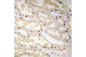 Immunohistochemical analysis of Ciao 1 staining in human kidney formalin fixed paraffin embedded tissue section. (CIAO1 抗体)