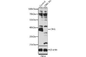 Western blot analysis of extracts from normal (control) and CRKL knockout (KO) HeLa cells, using CRKL antibody (ABIN6130136, ABIN6139050, ABIN6139051 and ABIN7101381) at 1:3000 dilution. (CrkL 抗体  (AA 1-303))