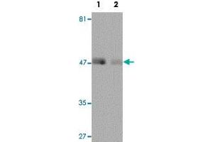 Western blot analysis of human lung tissue with REEP4 polyclonal antibody  at 1 ug/mL in (Lane 1) the absence and (Lane 2) the presence of blocking peptide. (Receptor Accessory Protein 4 抗体)