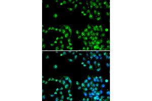 Immunofluorescence (IF) image for anti-Polymerase (RNA) II (DNA Directed) Polypeptide L, 7.6kDa (POLR2L) antibody (ABIN1874190) (POLR2L 抗体)